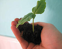 idea_seed