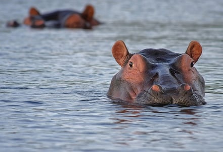 Hippo leadership