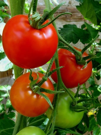 tomatoes